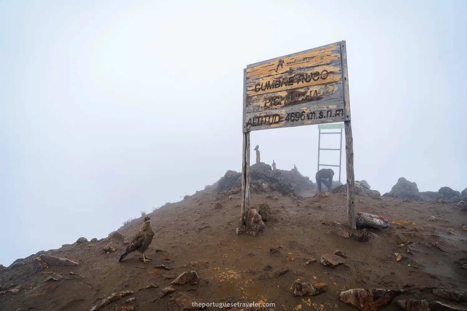 Rucu Pichincha's Summit with a Curiquingue