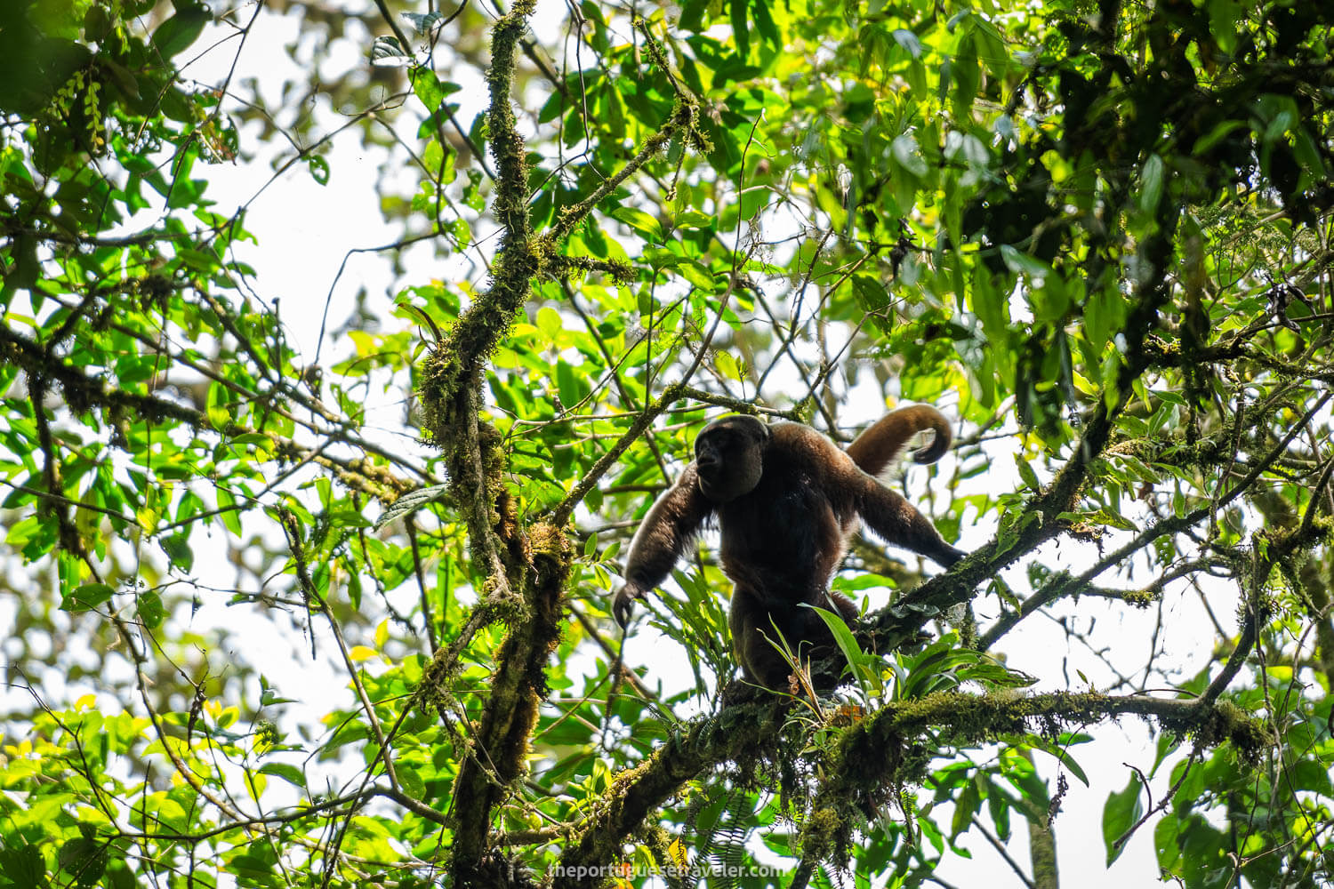A monkey in the Sumaco Volcano Trek in the Amazon Rainforest
