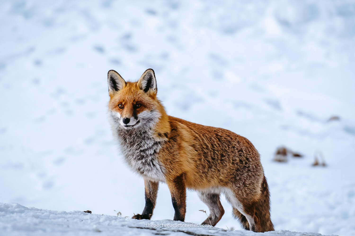 A nice fox at Muttseehütte