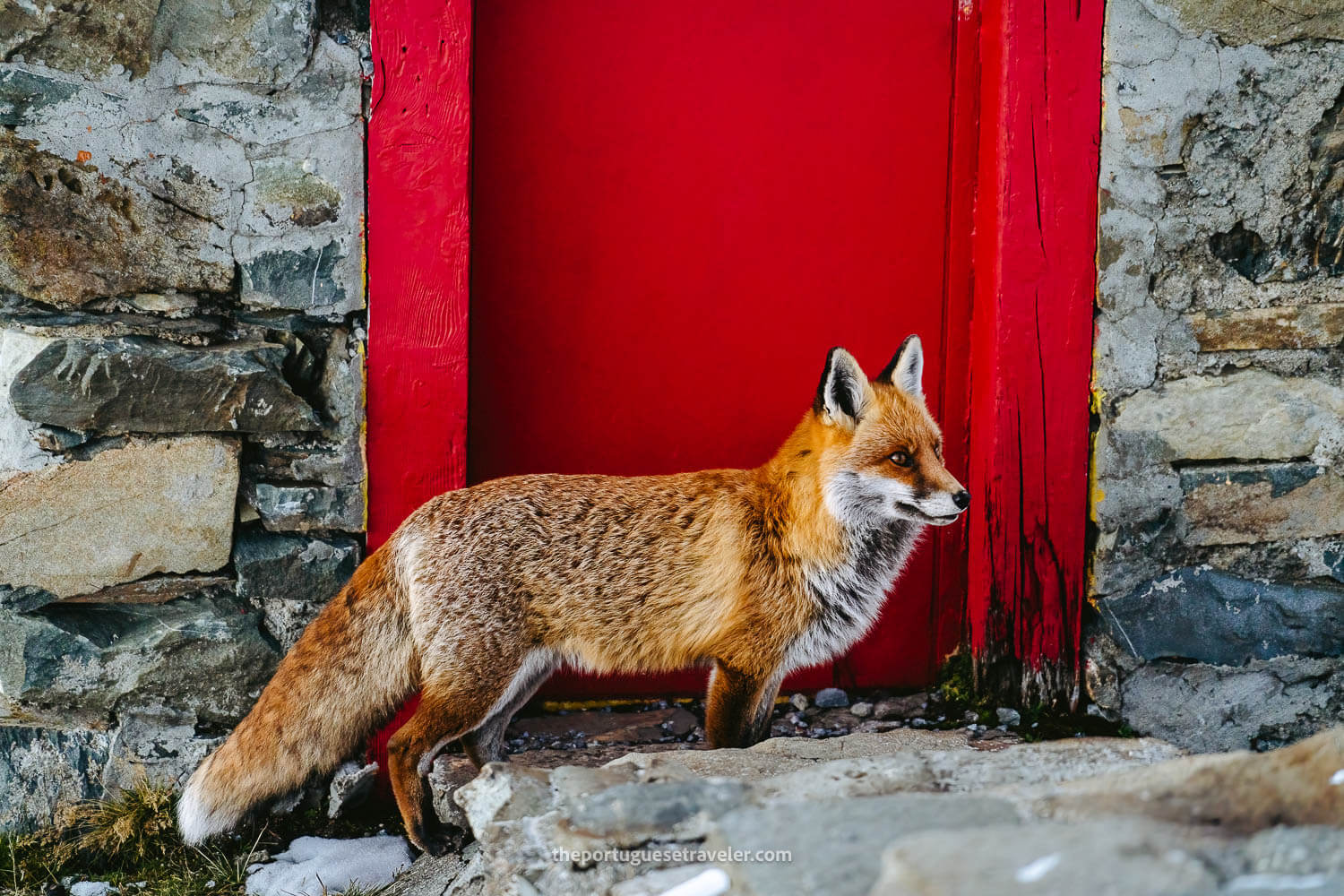 A Fox at Muttseehütte in Limmernsee
