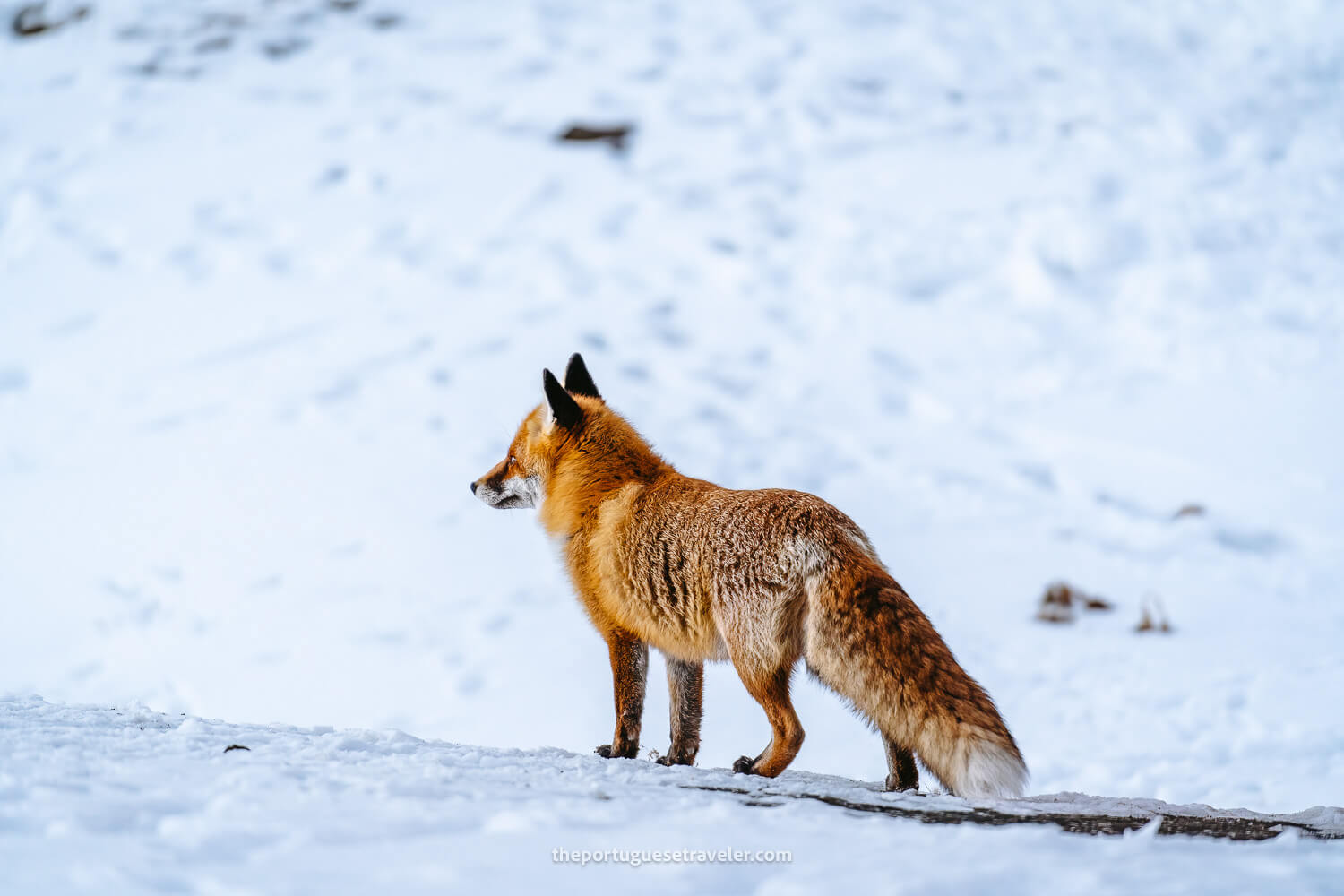 The fox posing around the hut