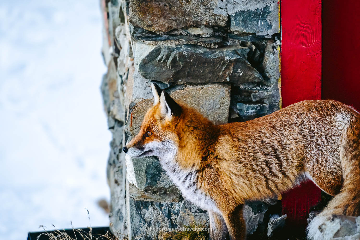 A fox at the Muttsee Hut