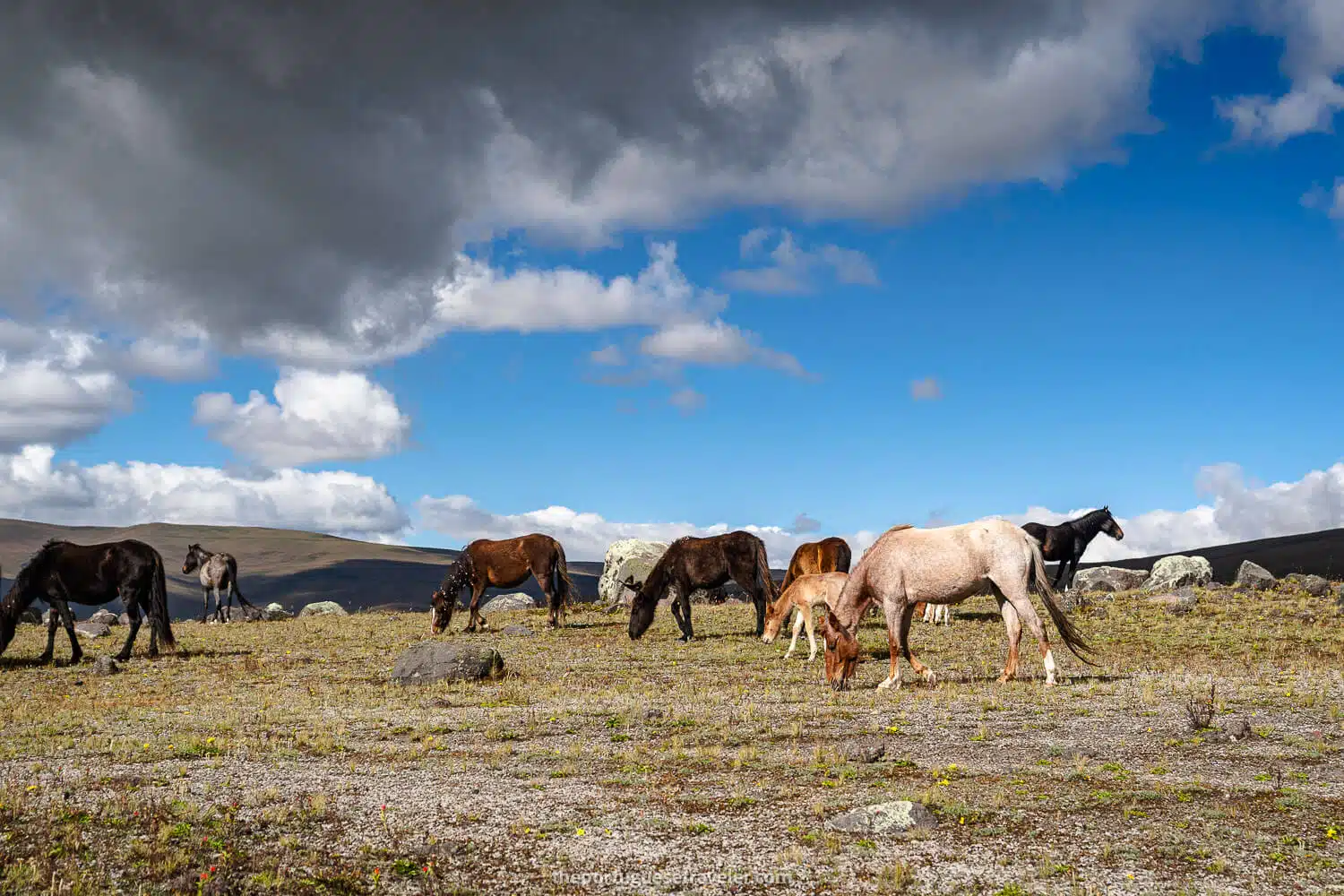 Wild Horses all around Cotopaxi National Park