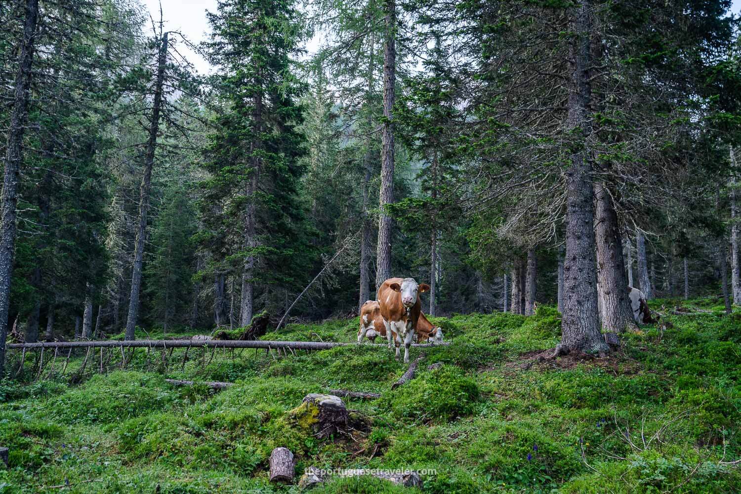 The cows around the trail