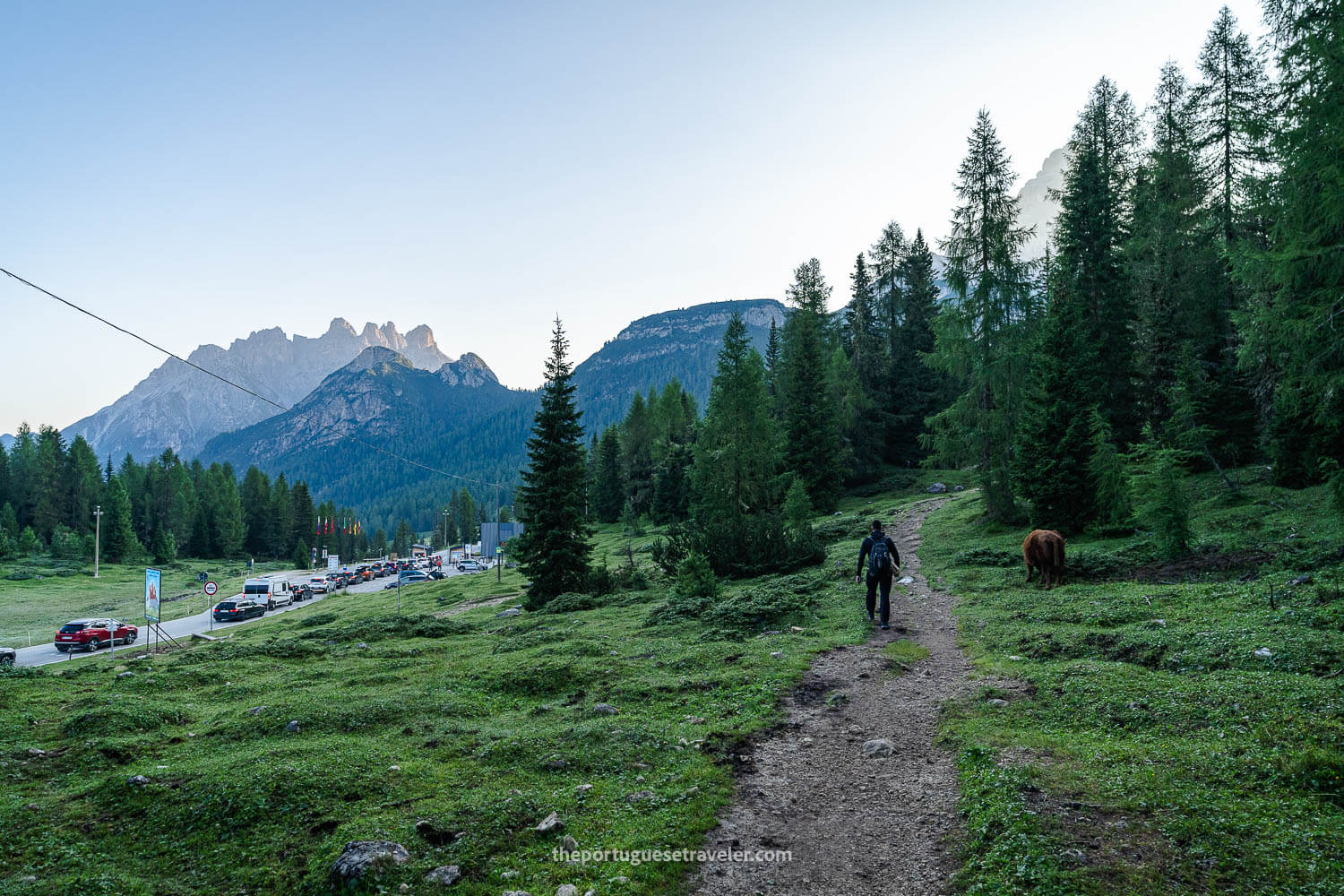 The car toll, the trail 101 and cows all in one photo