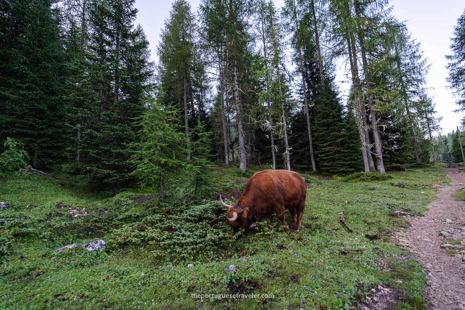 Cows at the Tre Cime di Lavaredo pre-hike