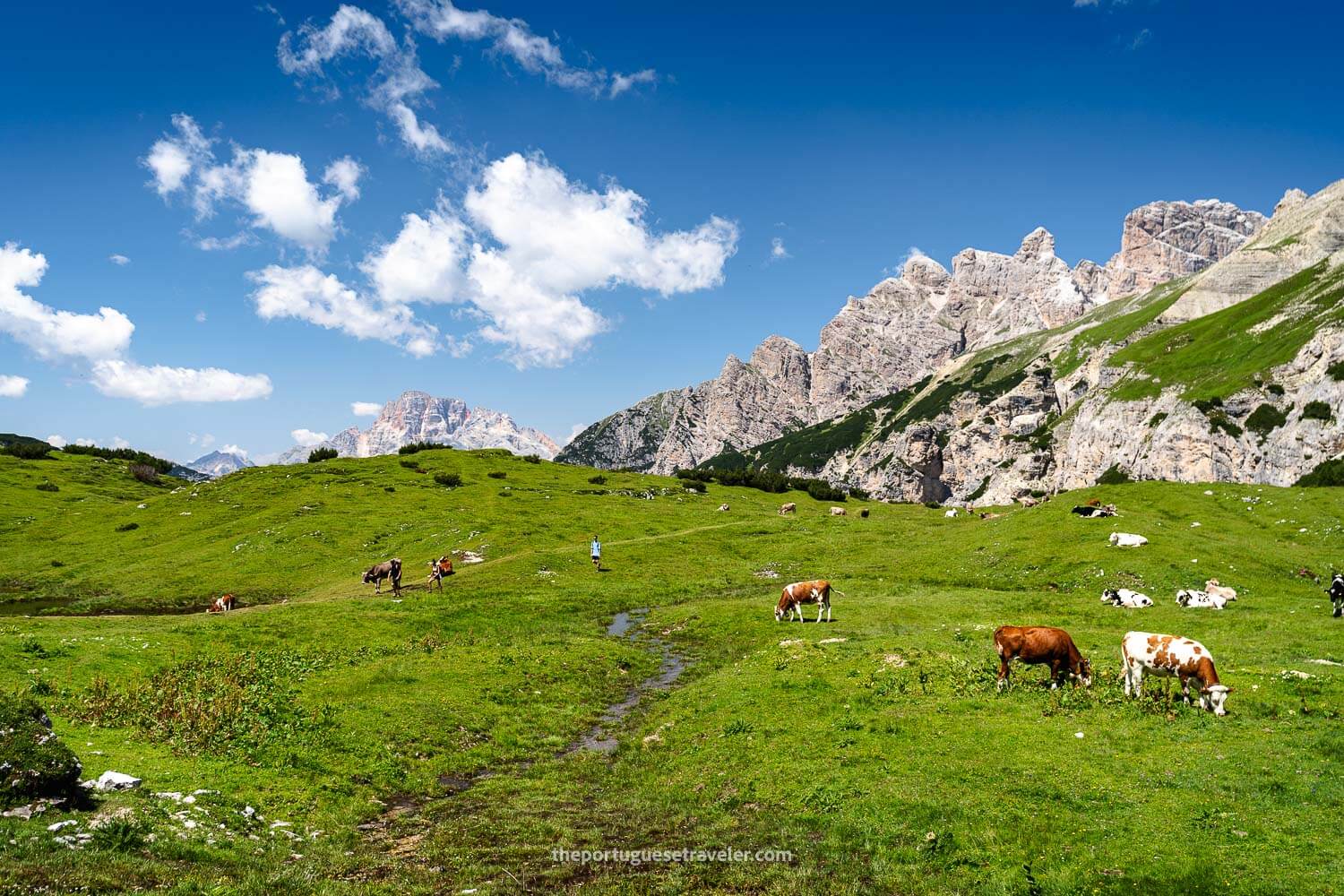 The path between cows