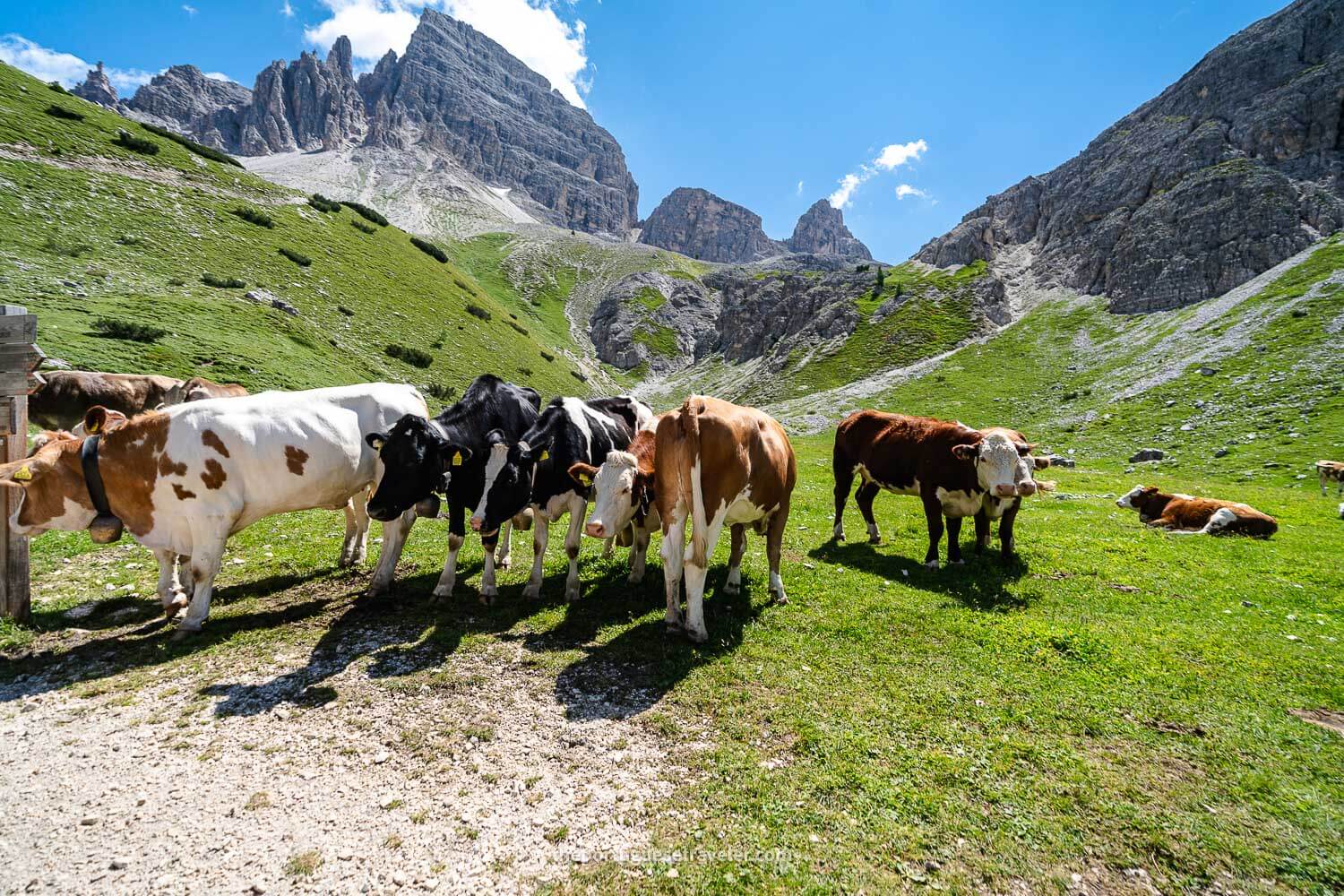 The cows along the trail