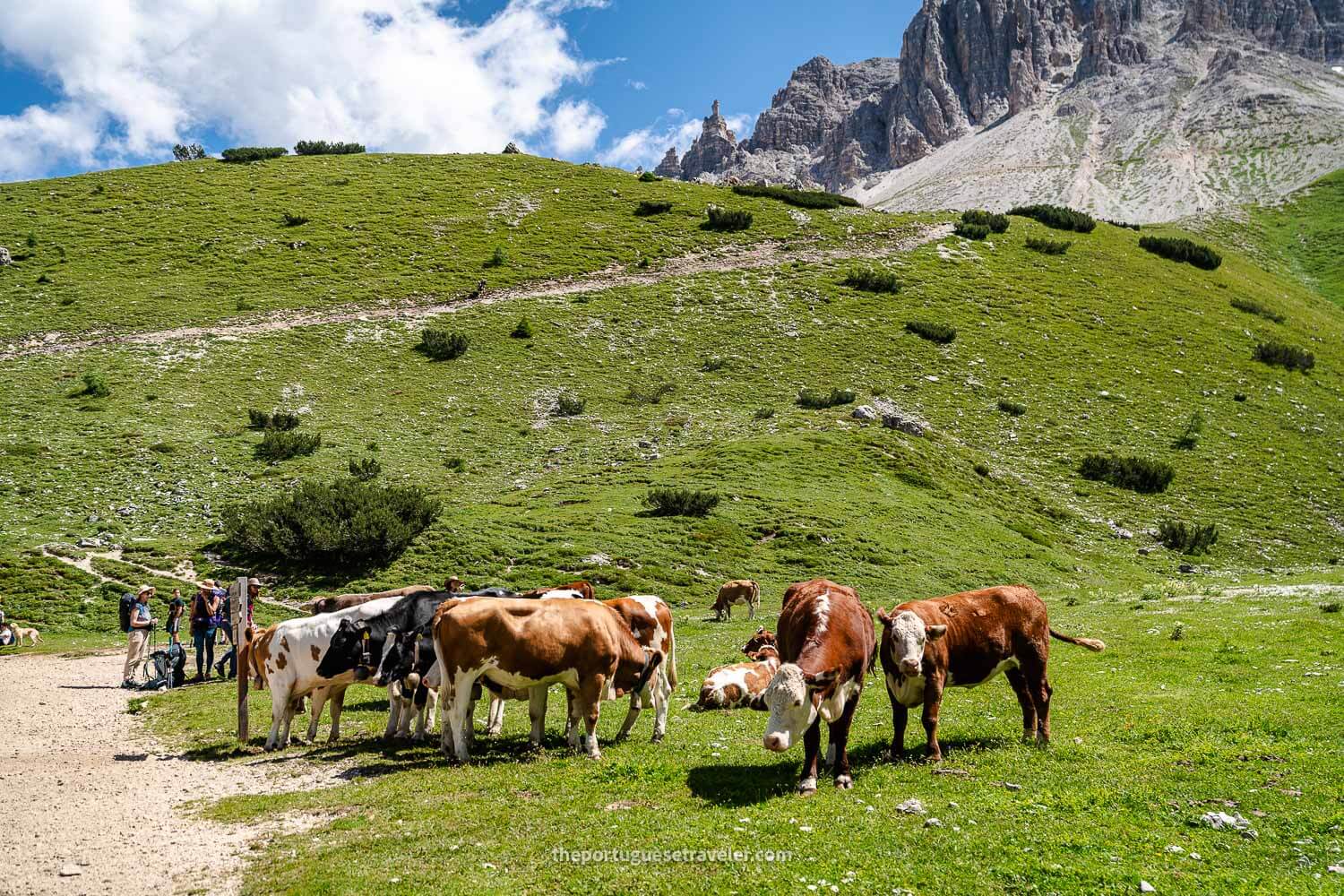 More cows on the way to Rifugio Langalm