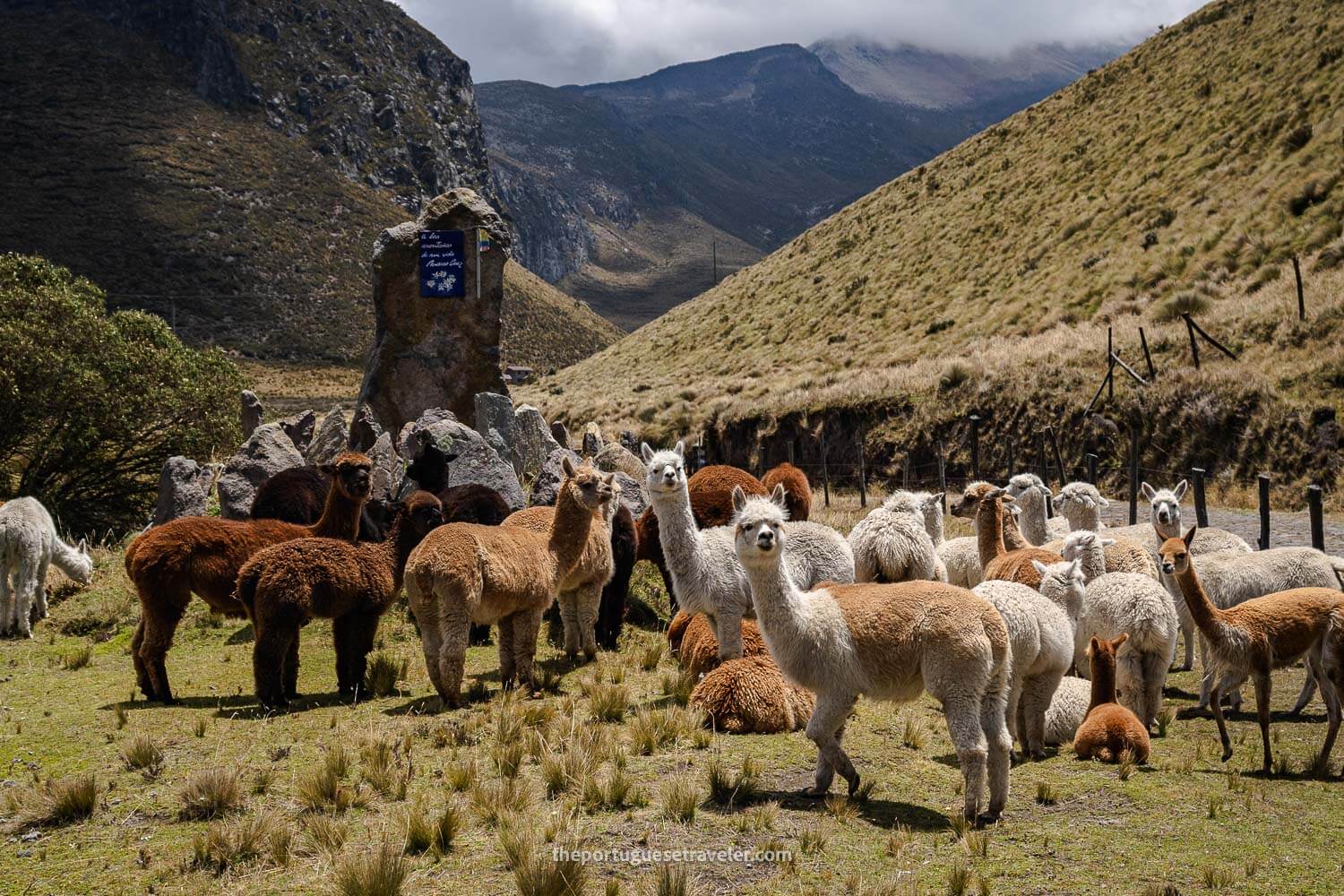 Many alpacas, llamas and vicuñas at El Arenal reserve