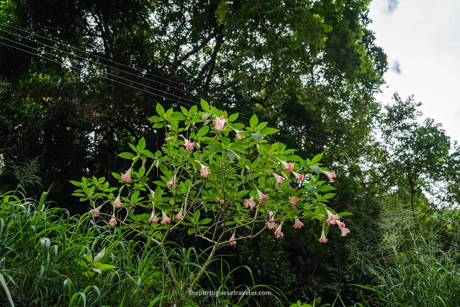 Angel Trumpets on the Little Adam's Peak Hike