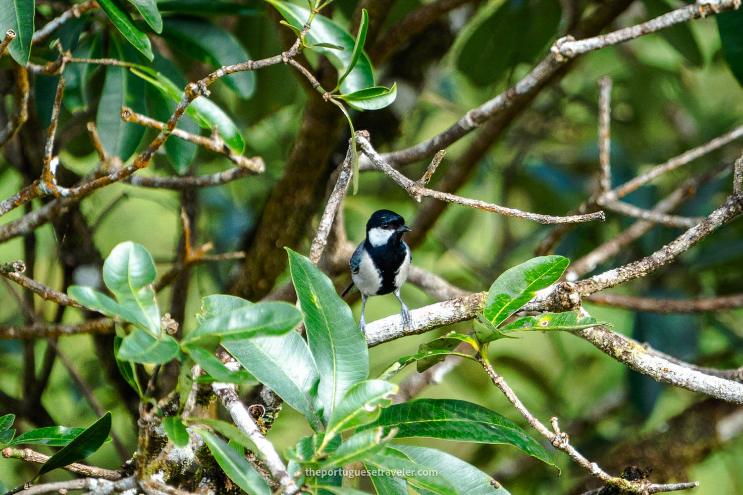 A Cinereous Tit