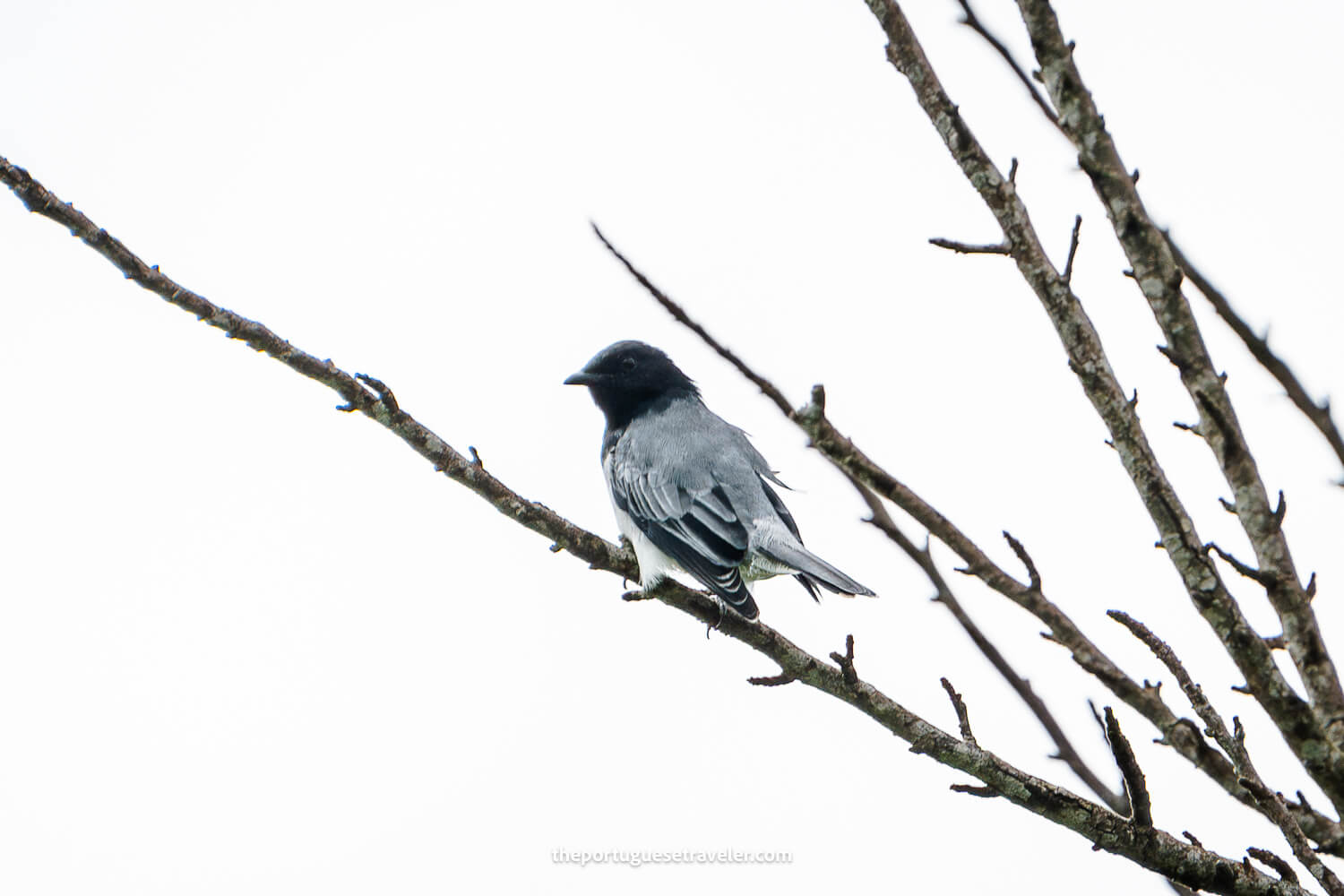 A Black-headed Cuckooshrike