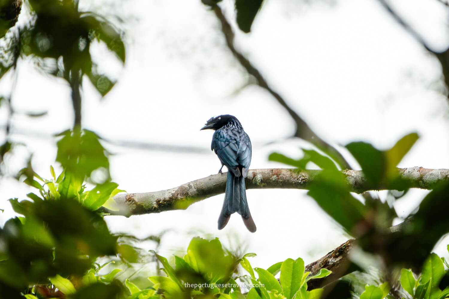 A Sri Lanka Drongo