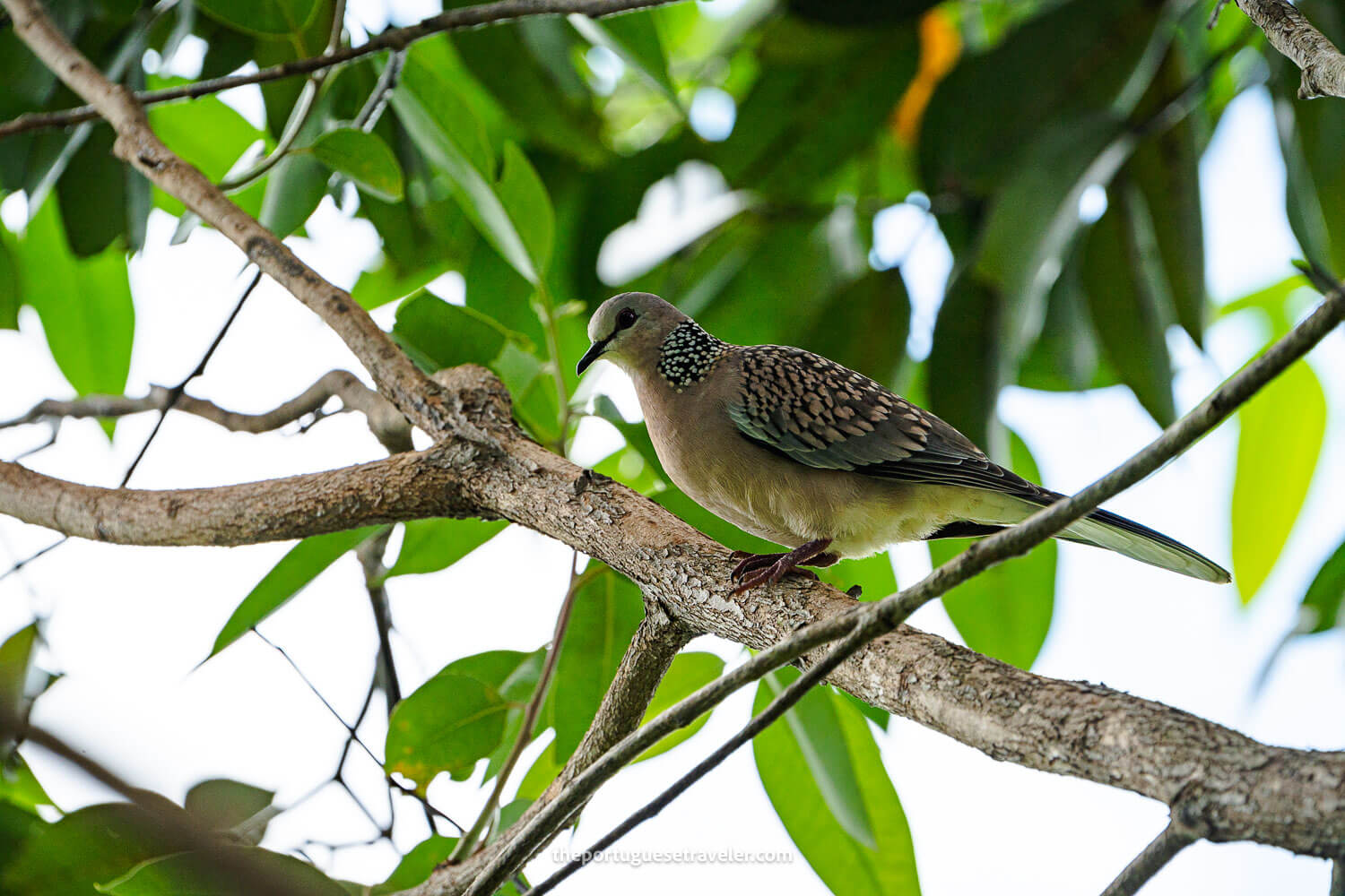 A Spotted Dove, at the Sinharaja Forest Reserve