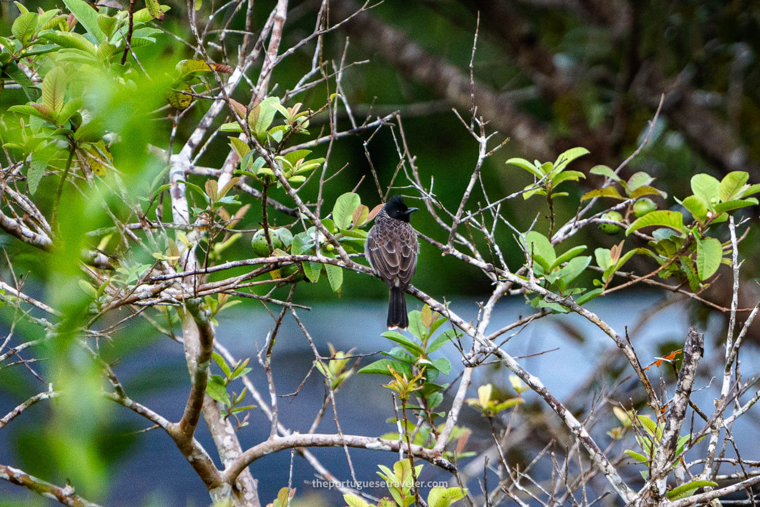 A Red-vented Bulbul at the Sinharaja Forest Reserve