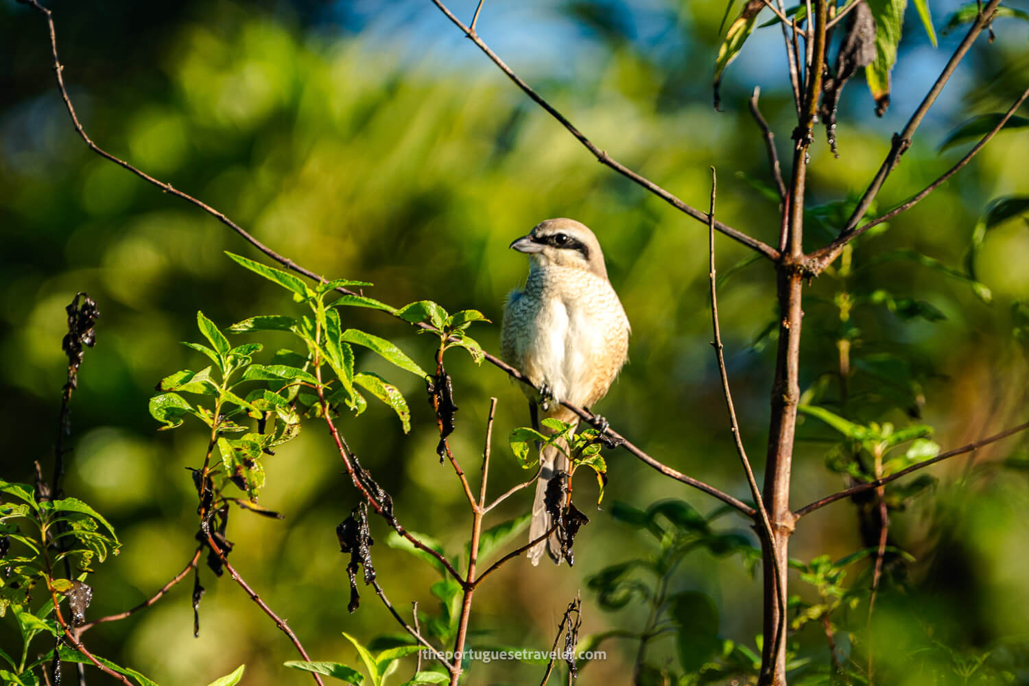 A Brown Shrike, at the Sinharaja Forest Reserve