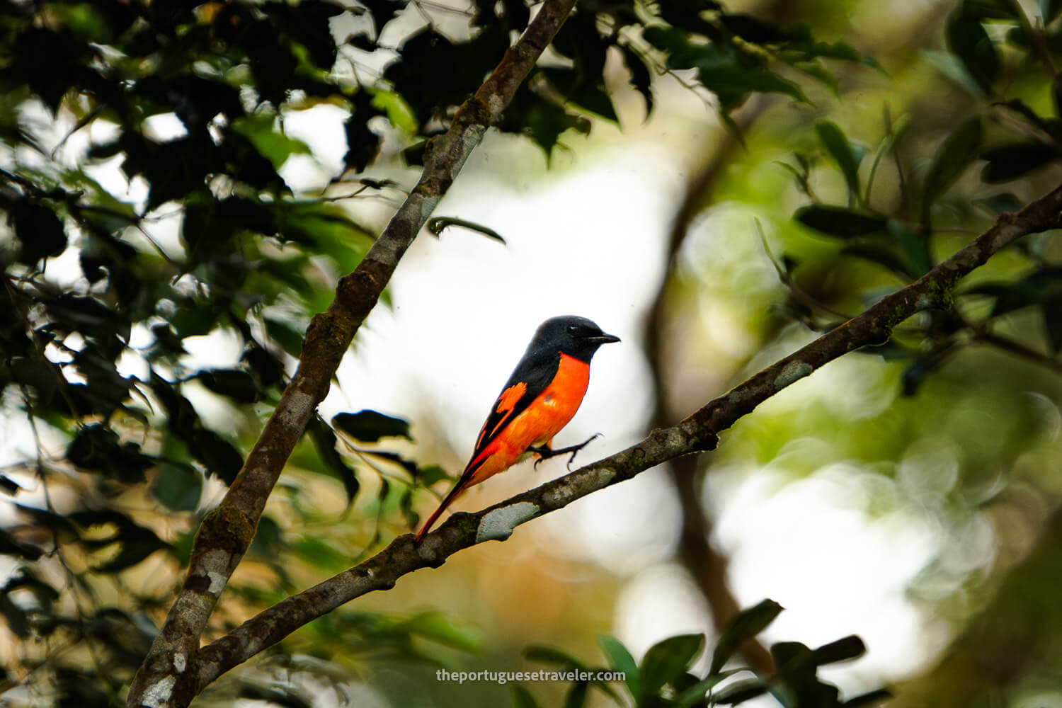 An Orange Minivet