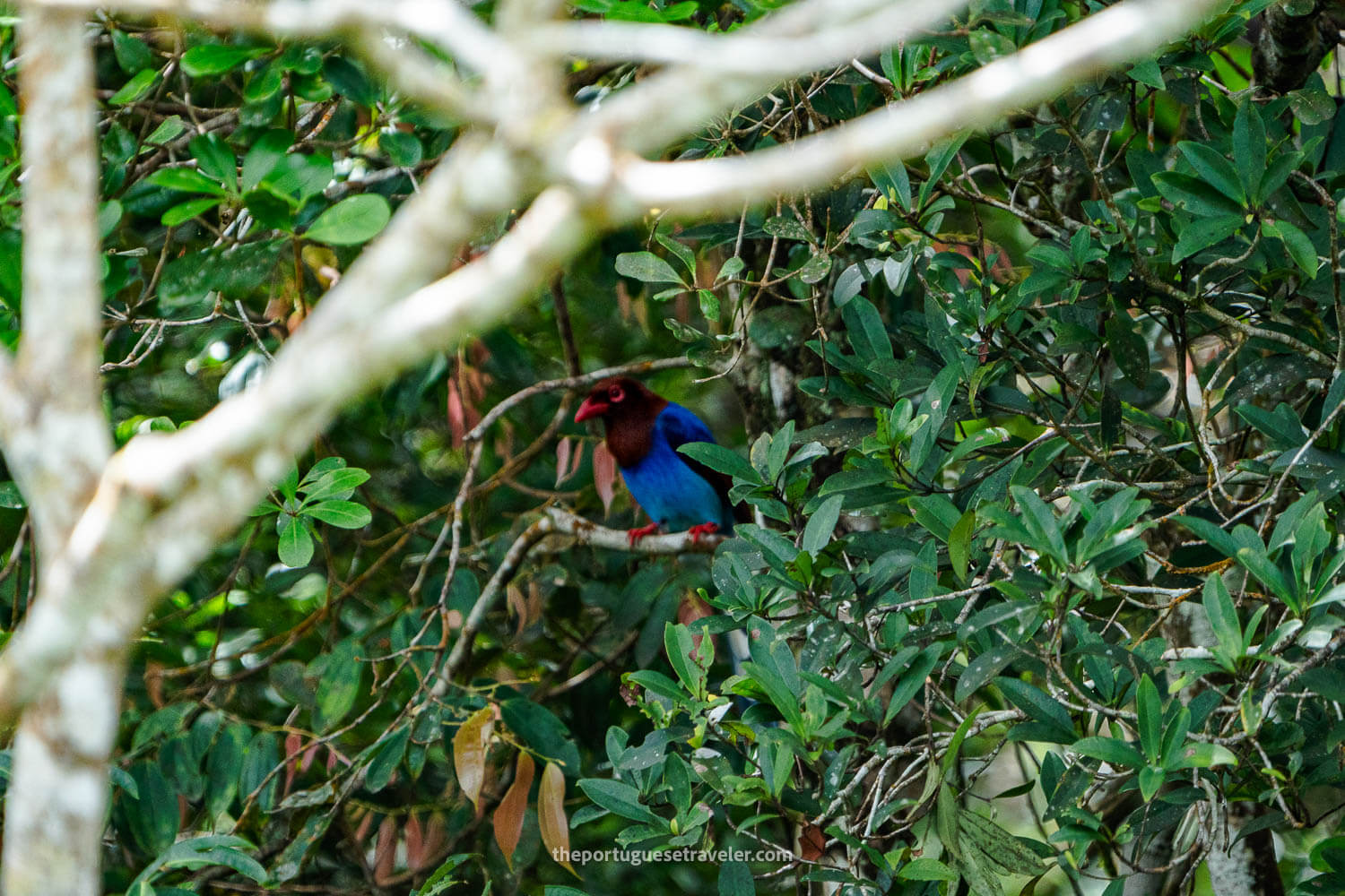 A Blue Magpie