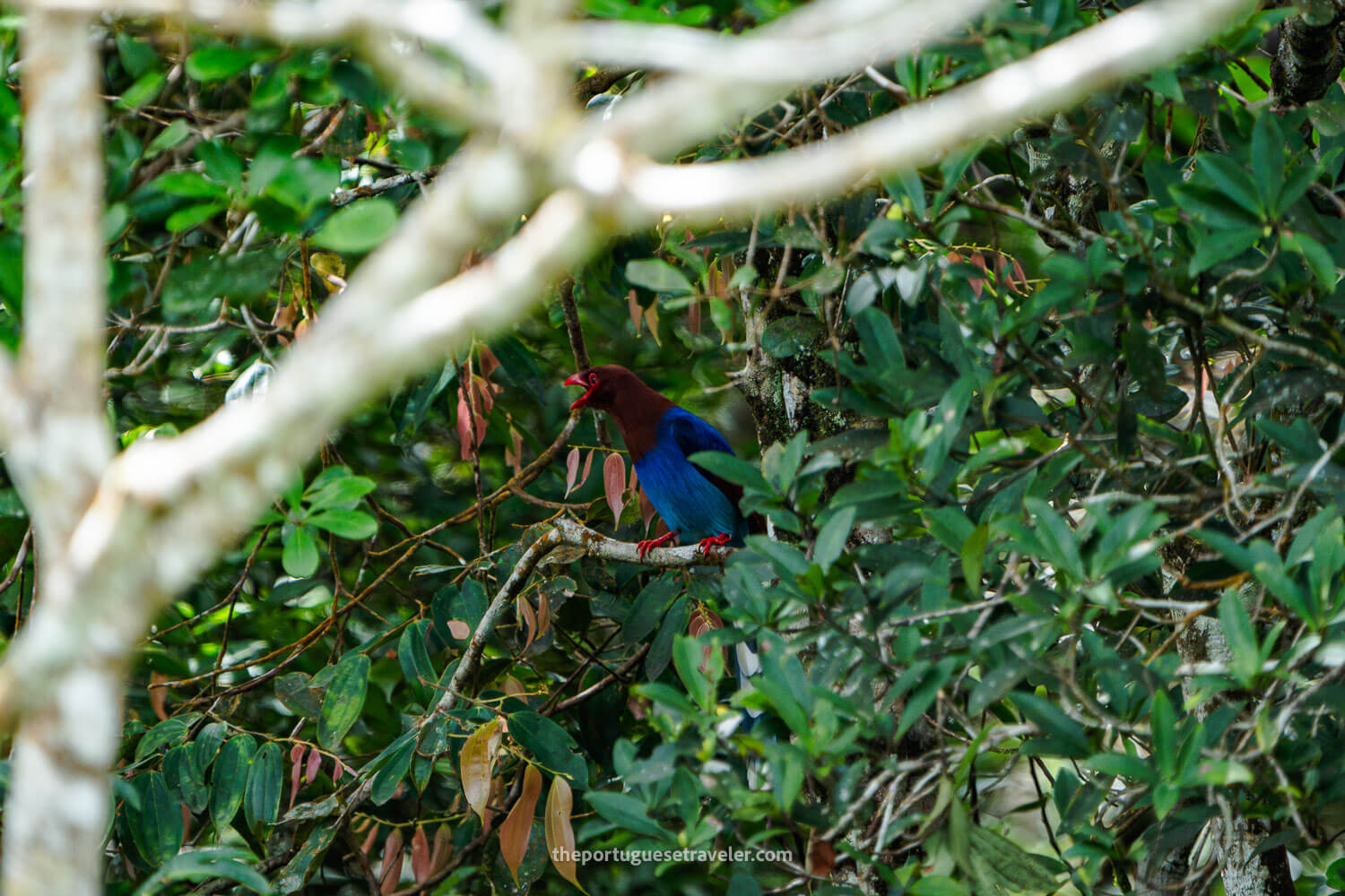 A Sri Lanka Blue Magpie at the Sinharaja Forest Reserve