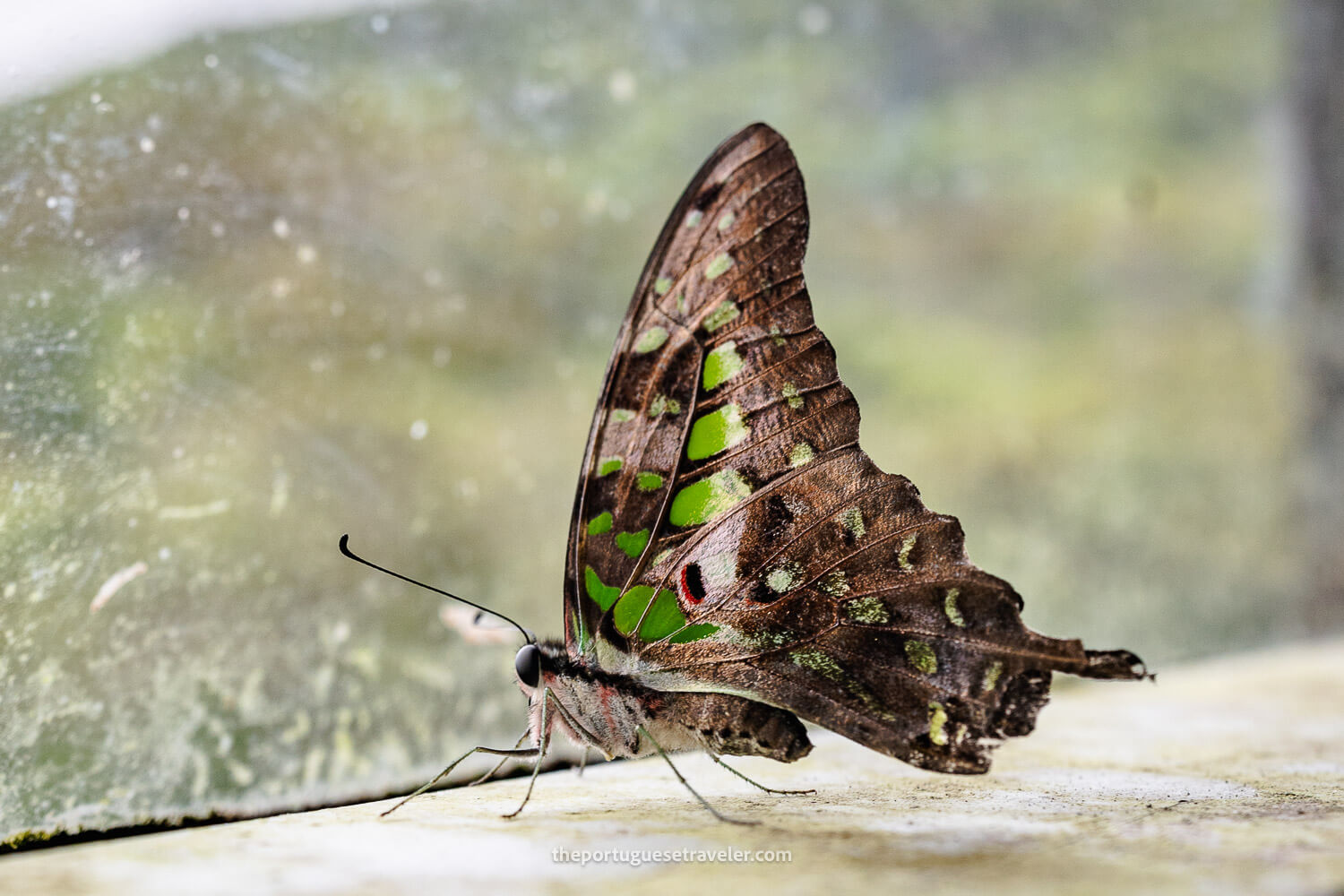 A Tailed Jay Butterfly