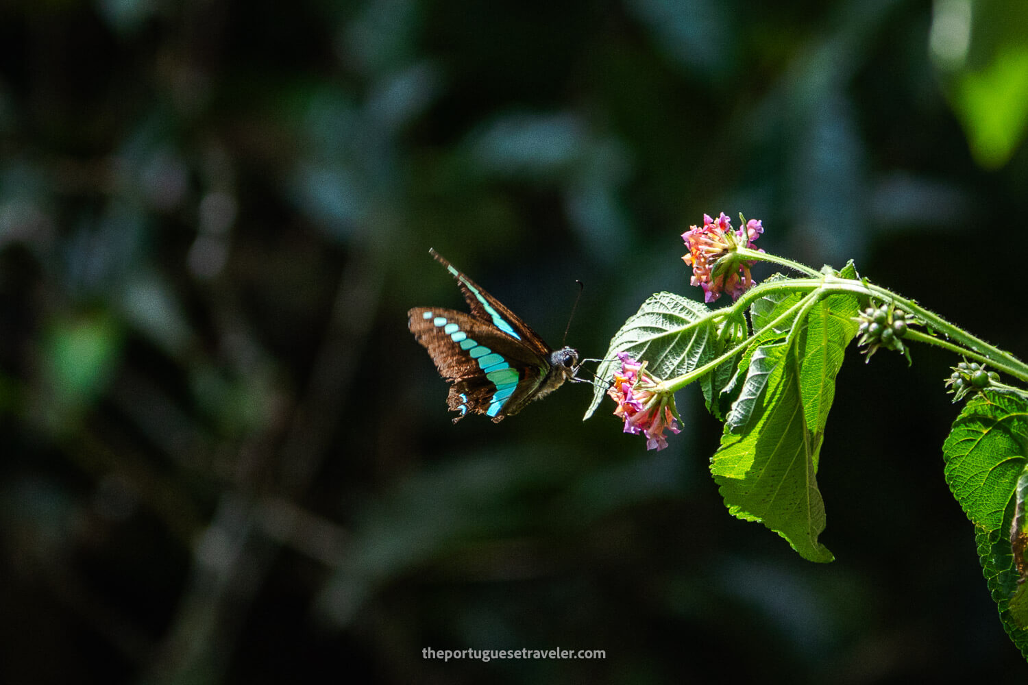 A Common bluebottle butterfly, at the Sinharaja Forest Reserve