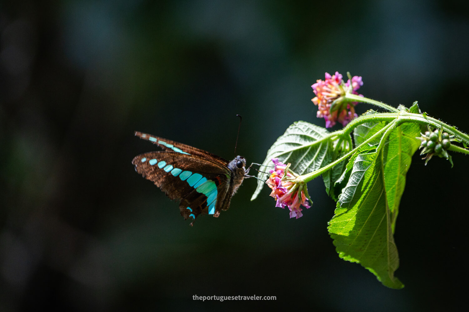 A Common bluebottle butterfly at the Reserve