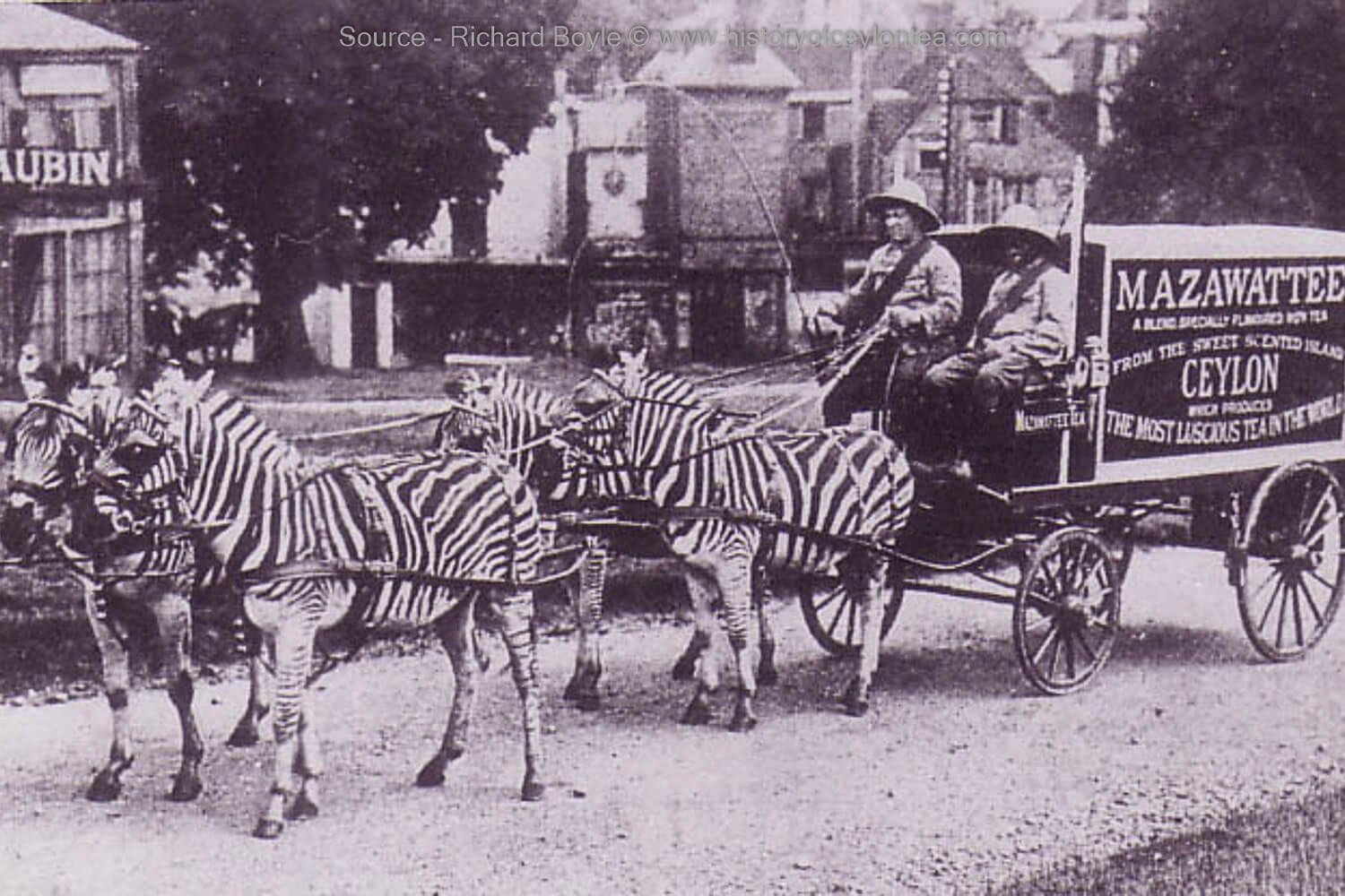 Historic Ceylon Tea Transport w/ Zebras