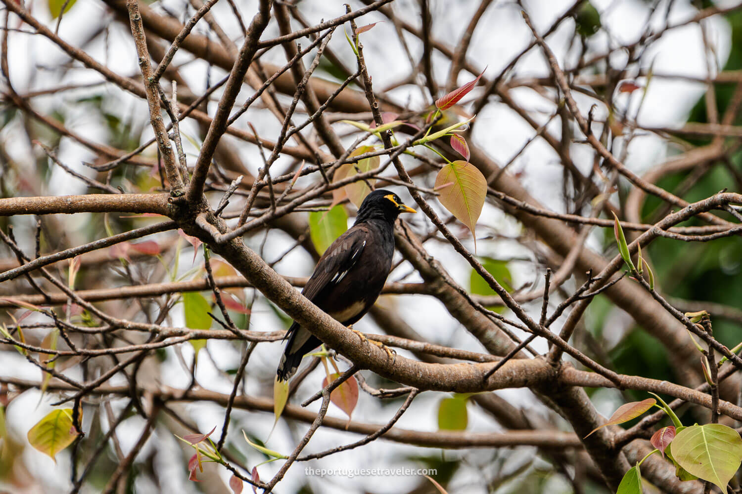 A Common Myna on the Little Adam's Peak hike