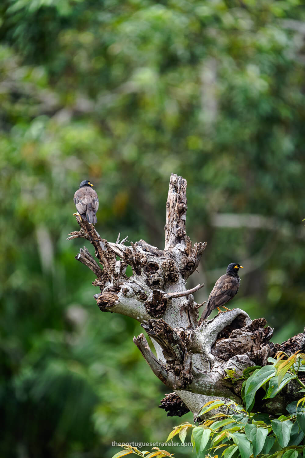 Two Common Myna