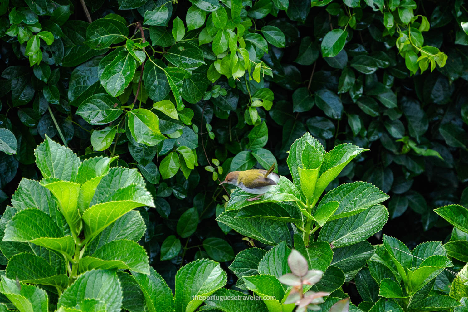 A Common Tailorbird in the Little Adam's Peak Hike