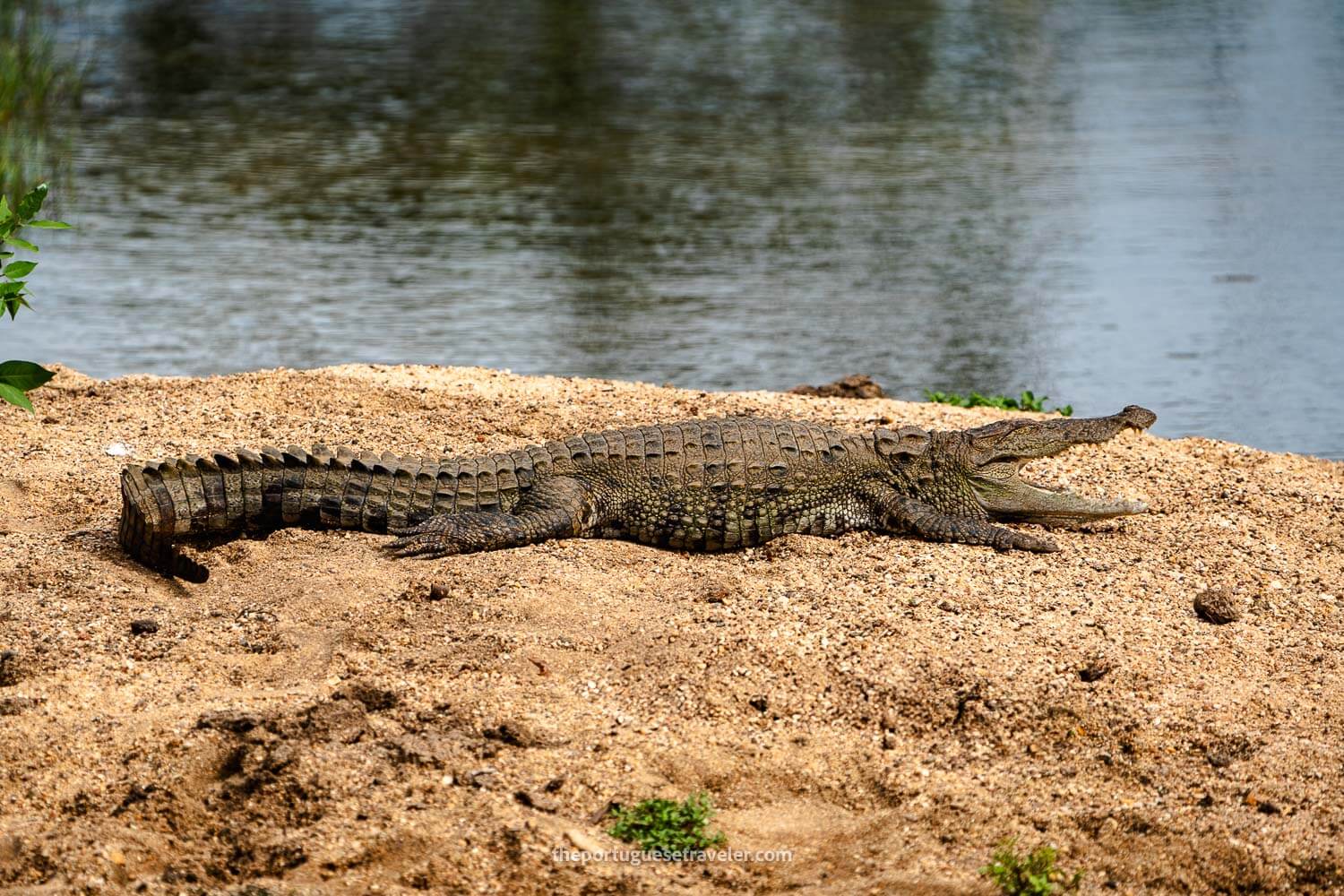 A crocodile on the way to the temple