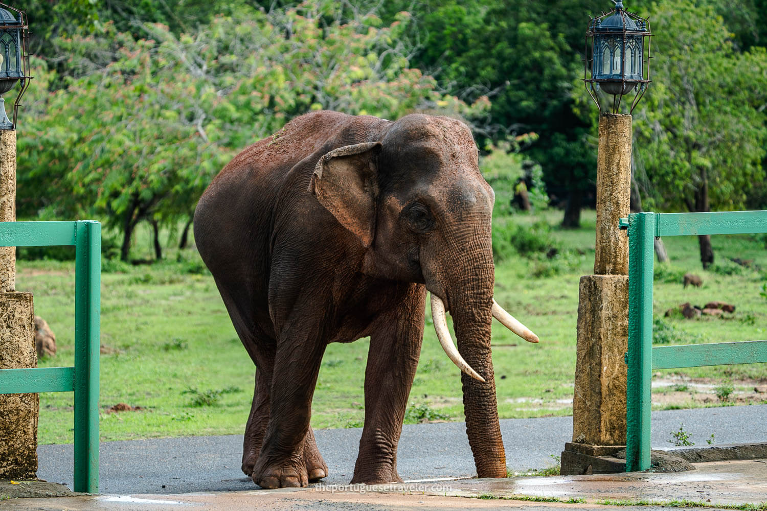 An elephant at the Sithulpawwa Rock Temple