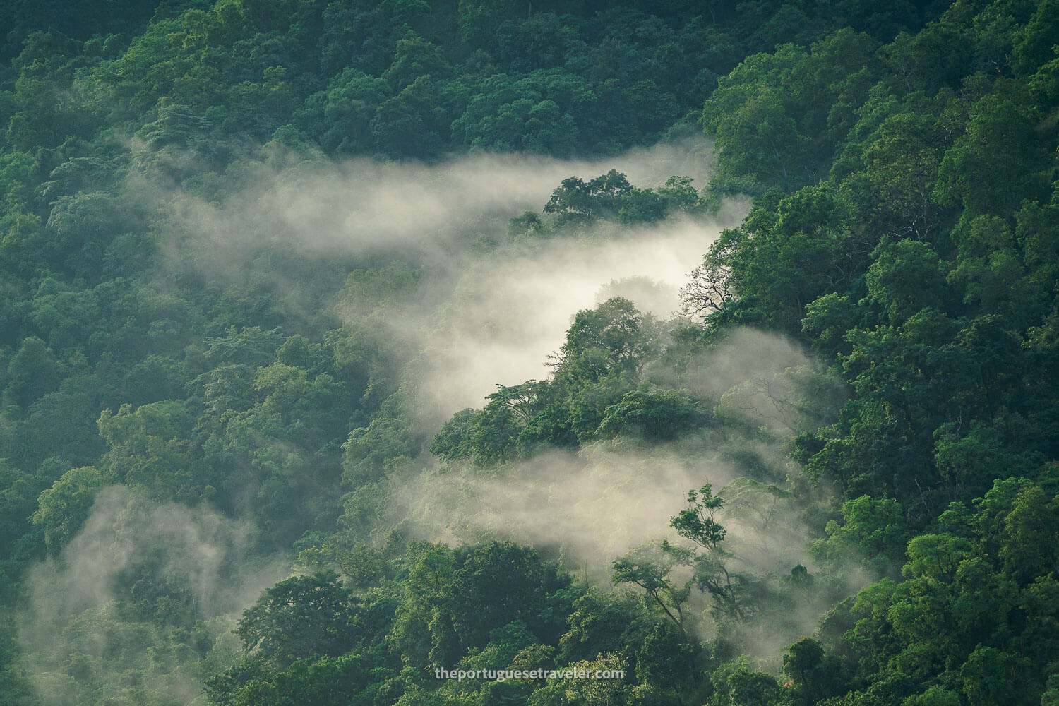 The tree canopy at the Ella Gap