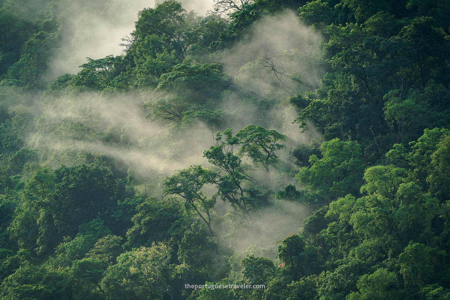 The trees at Ella's Gap valley down below - Some mist and sun rays going through