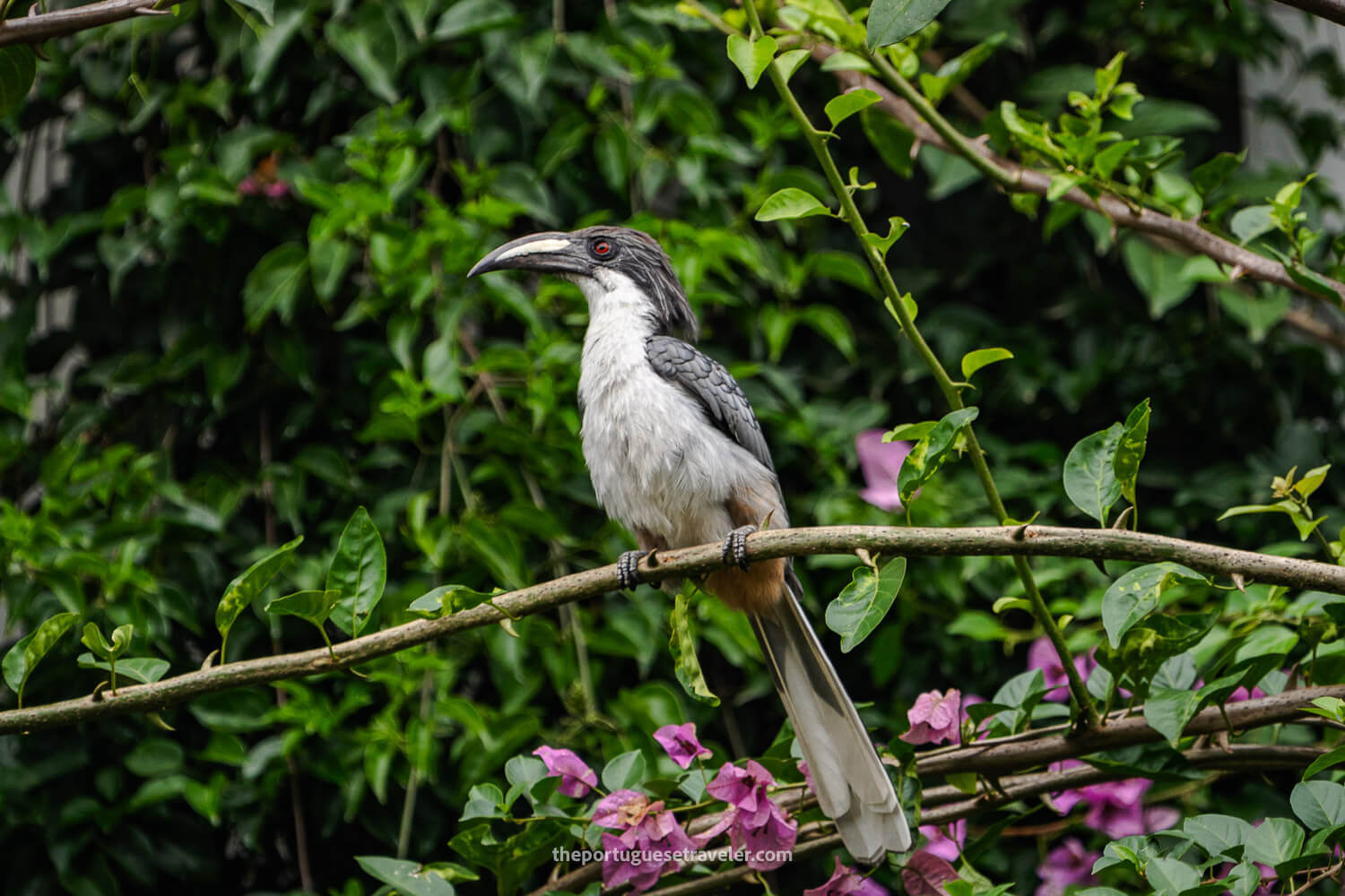 A Sri Lanka Grey Hornbill