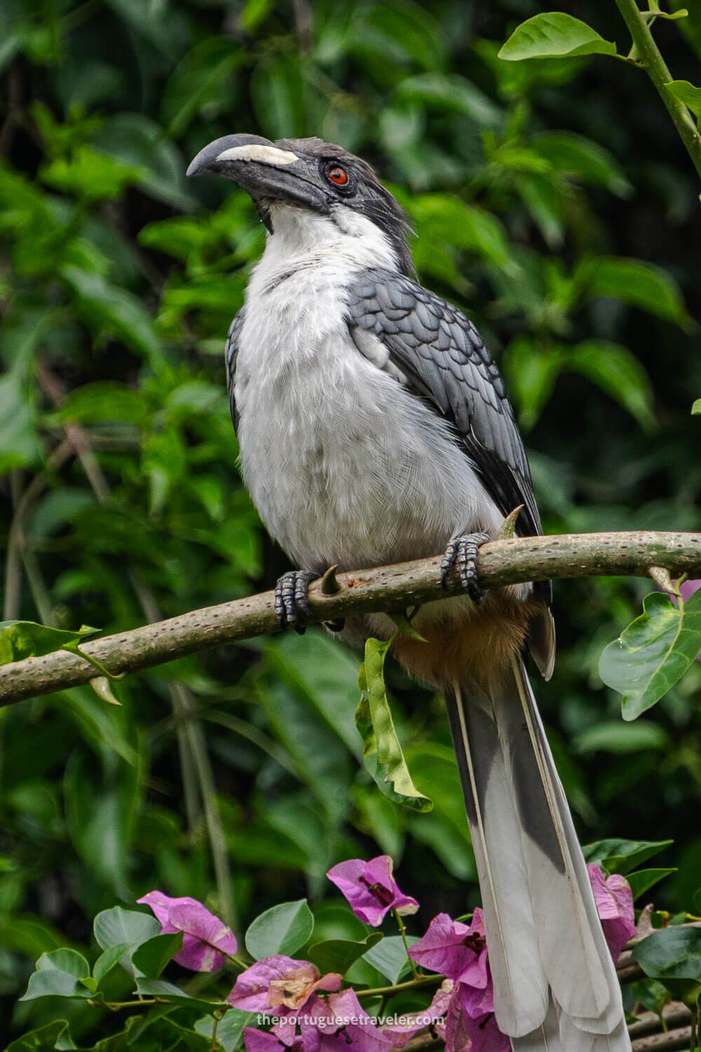 A Sri Lanka Grey Hornbill