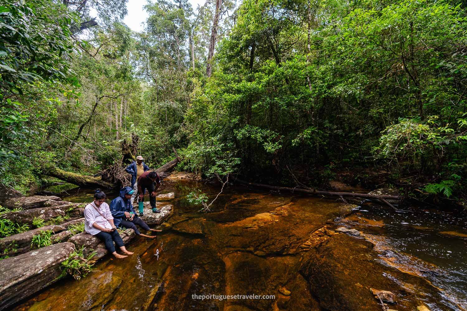 The red river where all the fish live in the Sinharaja Forest Reserve