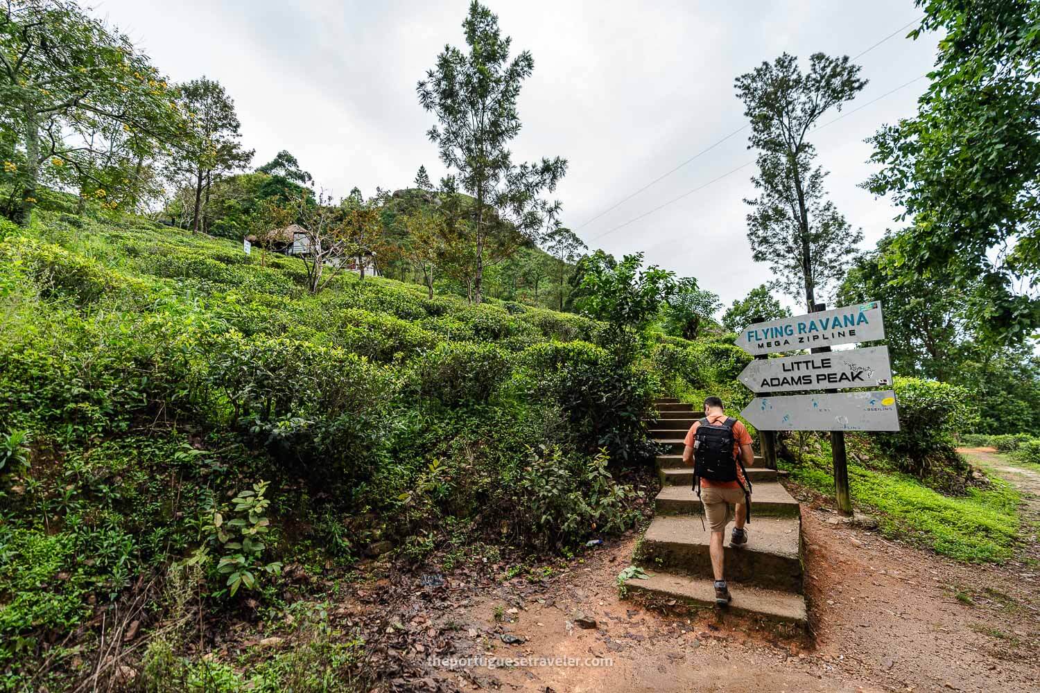 The beginning of the concrete steps last section on the Little Adam's Peak hike