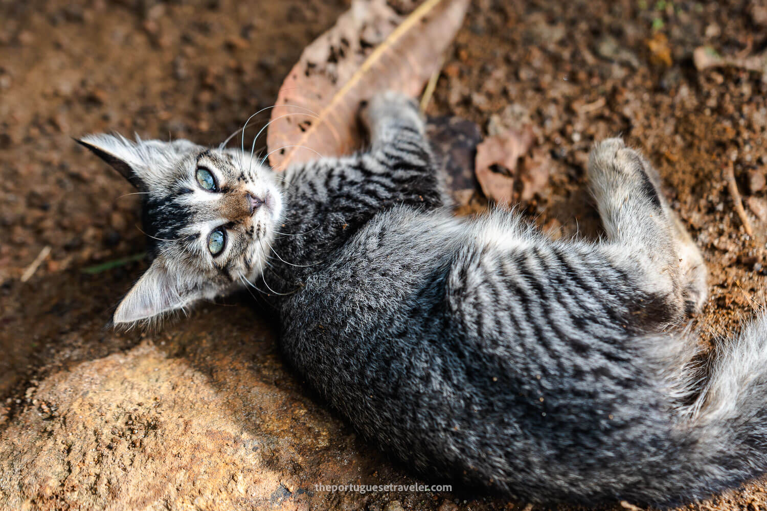 A cute kitten posing for the photo