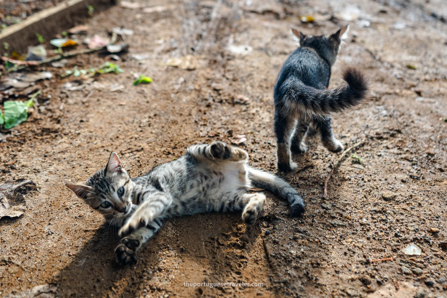 The fight of the kittens was over and the mine belonged to the smaller one