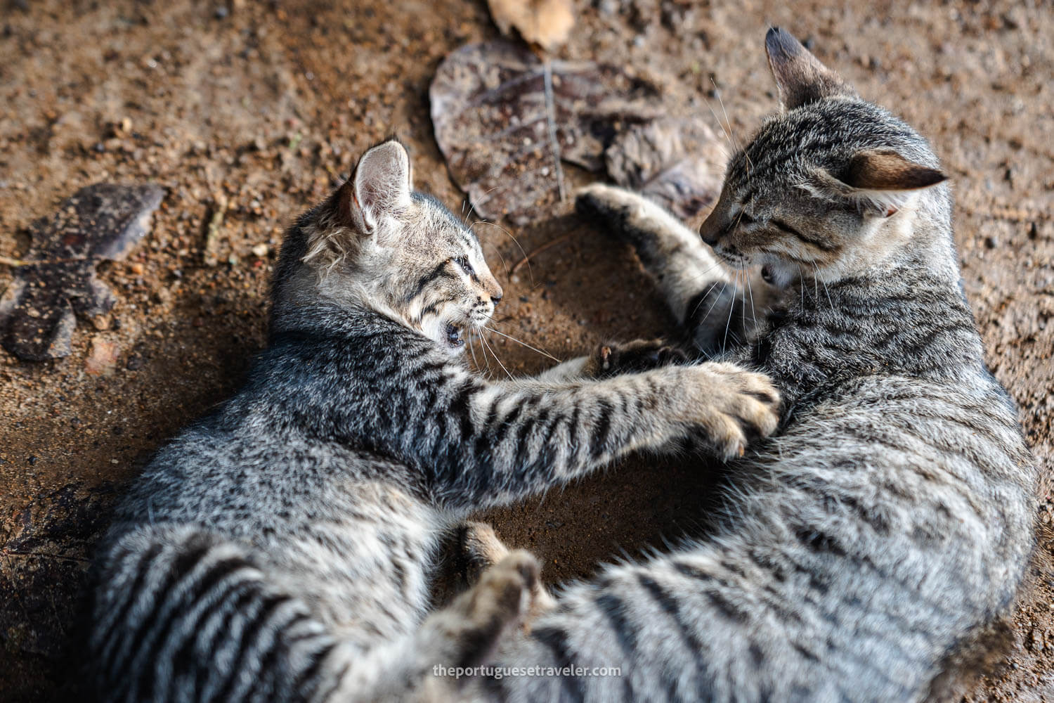 More kittens at the mine in Ratnapura