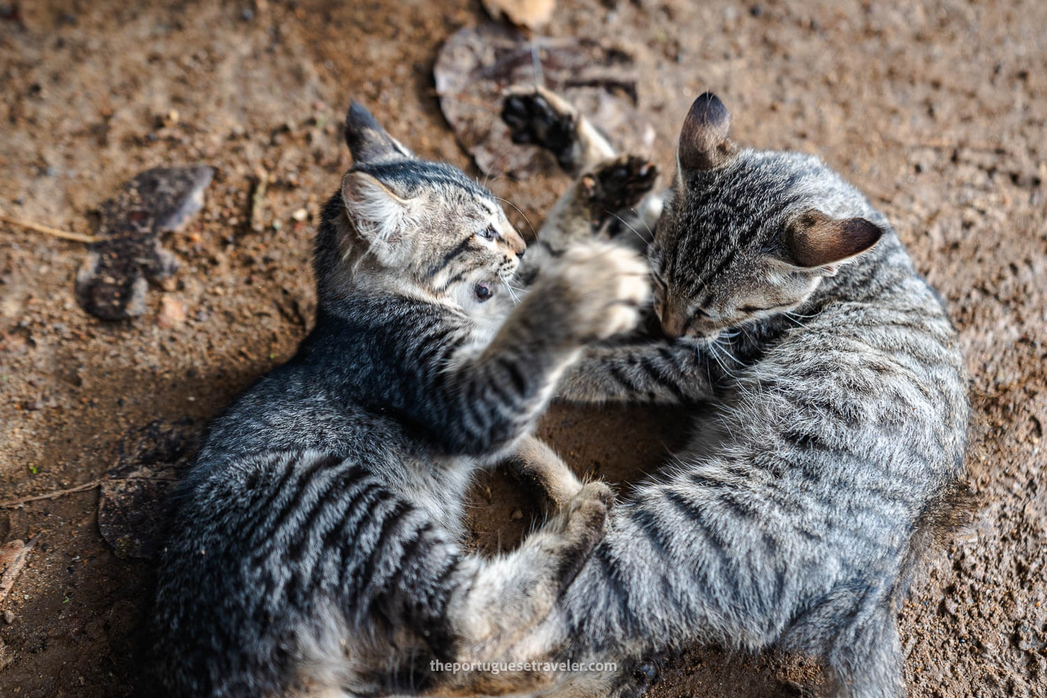 The kitten fight at the mine