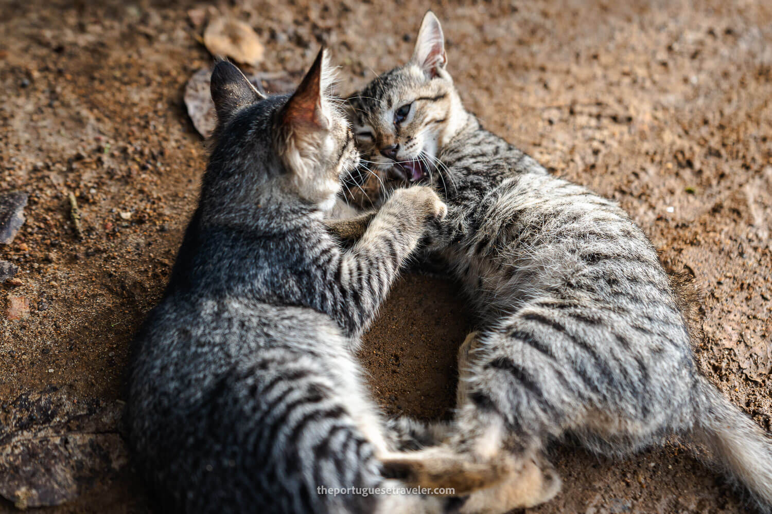 Cute kittens playing near the beardy miner