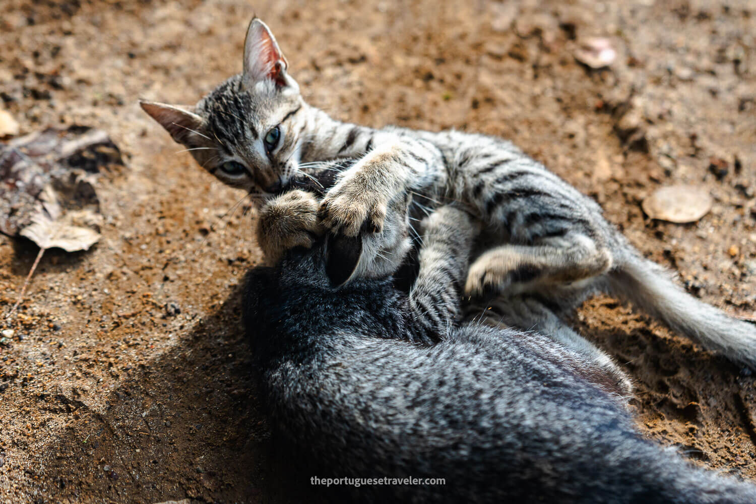 Kittens playing in Ratnapura