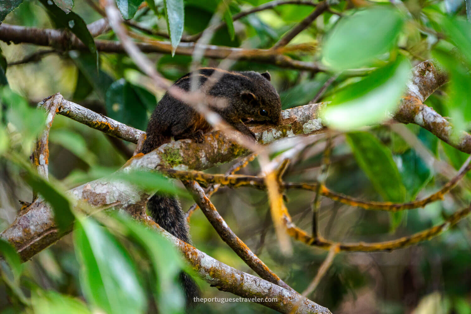 A Sri Lanka giant squirrel