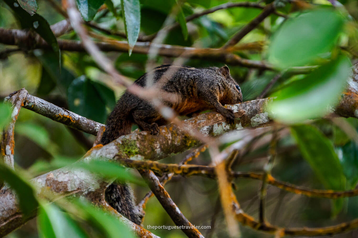 A Giant Sri Lanka Squirrel