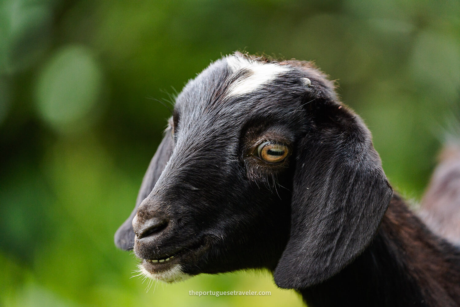 A goat at the reserve