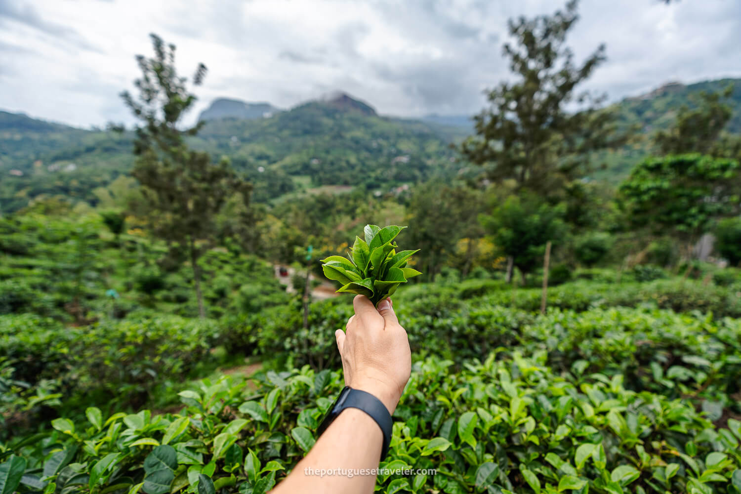 The Halpe Tea Plantation in Ella, Sri Lanka