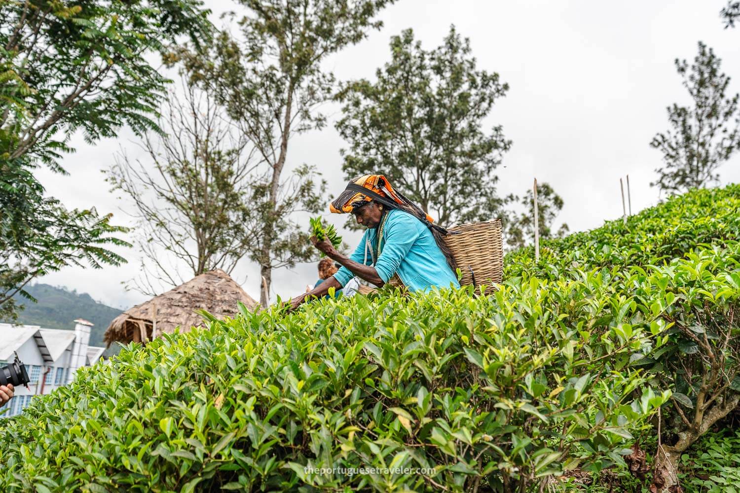 A worker plucking up tea leaves at the Ceylon Tea Halpewatte Factory